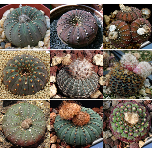 10pcs FRAILEA Mix Fresh Seeds Rare Cactus