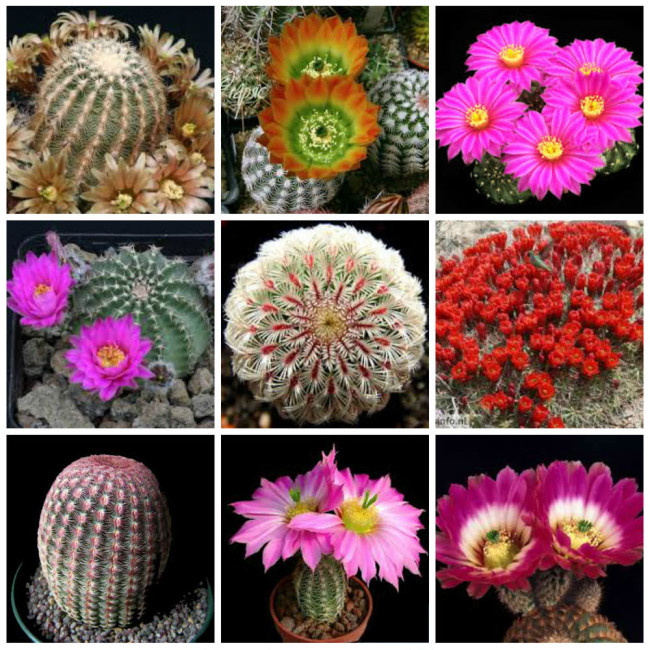 10pcs ECHINOCEREUS Mix Fresh Seeds  samen rare cactus