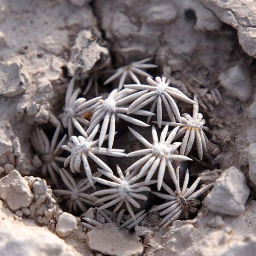 5PCS ESCOBARIA Abdita Unusual Cactus Seeds