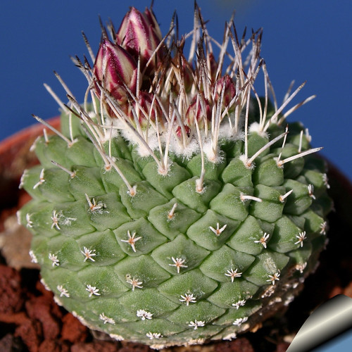 10pcs Strombocactus disciformis seeds