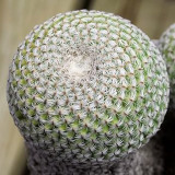5pcs Cactus seeds Mammillaria solisioides