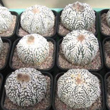 10pcs Fresh seeds Astrophytum asterias Superkabuto Rare Cactus