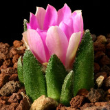 10pcs Ariocarpus bravoanus Fresh Seeds rare cactus