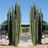 10pcs Pachycereus marginatusi (Mexican Fencepost) Cactus Seeds