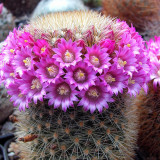 10pcs MAMMILLARIA pilcayensis samen rare cactus seeds