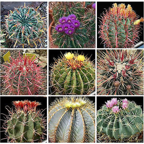10pcs Ferocactus Mix Fresh Seeds  samen rare cactus