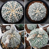 10pcs Fresh seeds Astrophytum asterias Superkabuto Rare Cactus