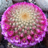 10pcs MAMMILLARIA pilcayensis samen rare cactus seeds