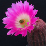 10pcs ECHINOCEREUS rigidissimus v. rubispinus Fresh Seeds rare cactus