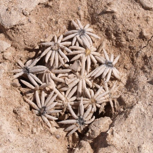 5PCS ESCOBARIA Abdita Unusual Cactus Seeds