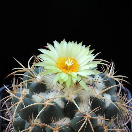 10pcs Coryphantha pycnacantha Seeds Rare Cactus Succulent Plants