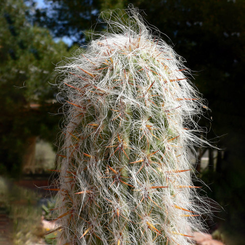 10pcs Oreocereus Celsianus Seeds Rare Cactus Succulent Plants