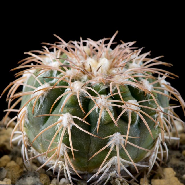 10pcs Seeds Gymnocalycium spegazzinii ssp.Punillaense Rare Cactus Succulent Plants