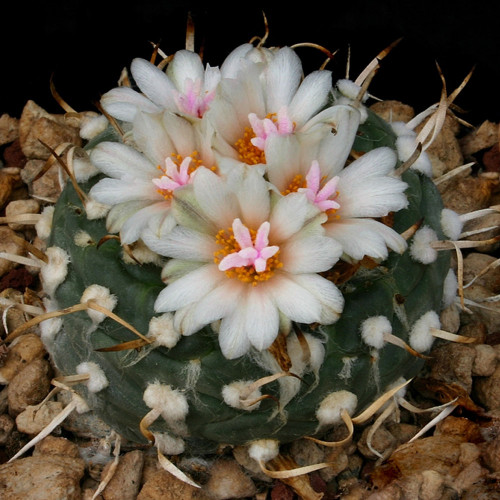10pcs Turbinicarpus Polaskii Seeds  Rare Cactus Succulent Plants