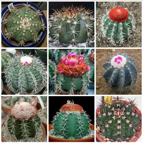 10pcs Melocactus Seeds Mix Rare Cactus Succulent Plants