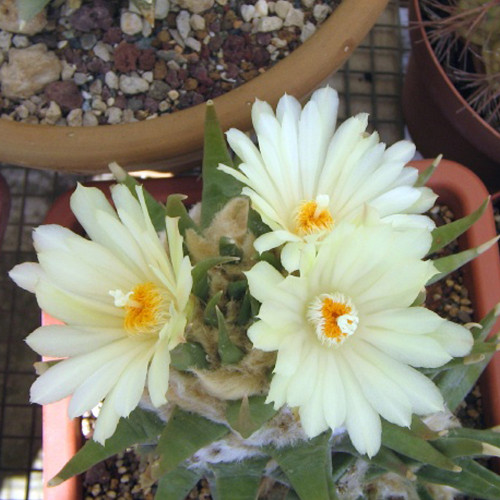 10pcs ARIOCARPUS trigonus v.minor Seeds Rare Cactus Succulent Plants