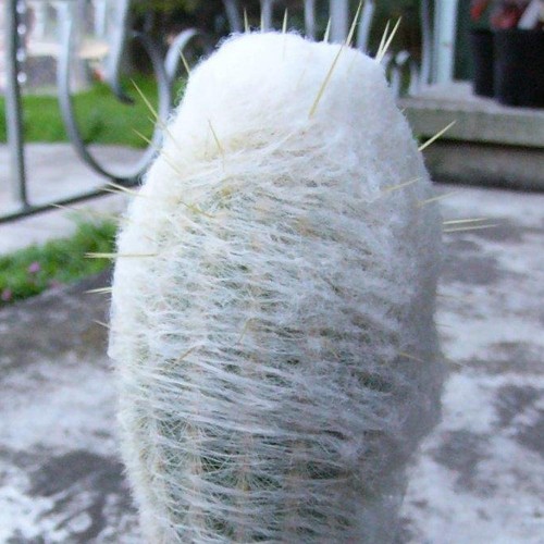 10pcs Seeds ESPOSTOA melanostele Rare Cactus Succulent Plants