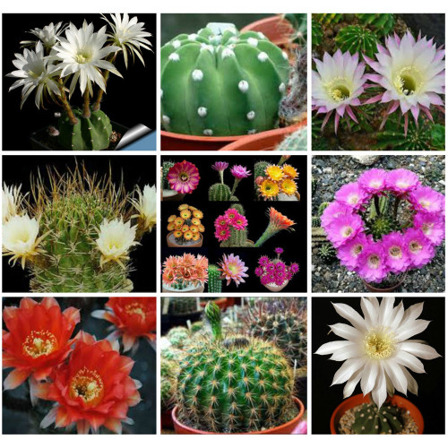10pcs Echinopsis+Pseudolobivia Rare Cactus Mixed Seeds