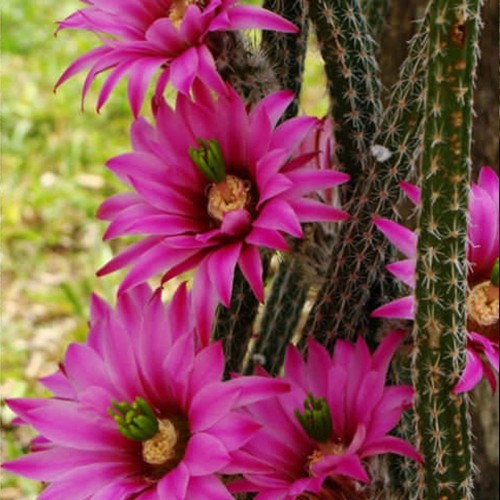 10pcs Echinocereus poselgeri Seeds Rare Cactus Succulent Plants