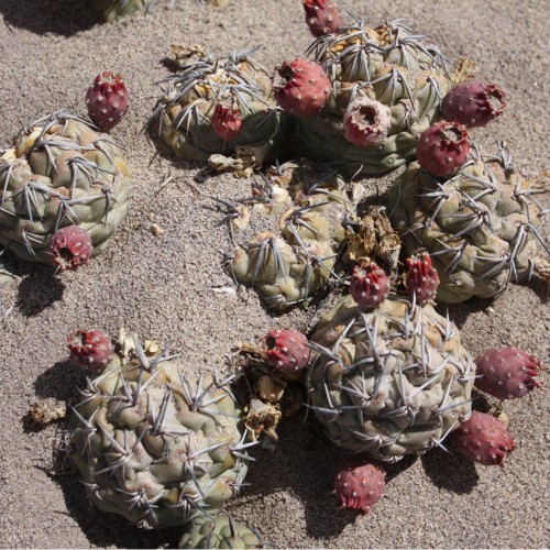 10pcs Seeds TEPHROCACTUS geometricus ssp. Rare Cactus Succulent Plants