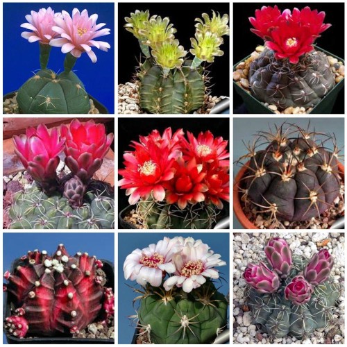 10pcs Gymnocalycium Mixed seeds Rare Cactus Succulent Plants