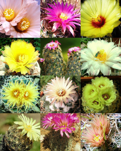 10pcs Coryphantha Mix Seeds Semi Cactus Sementi Succulent Plants