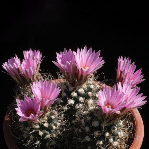 10pcs Turbinicarpus Pseudomacrochele Seeds Rare Cactus Succulent Plants