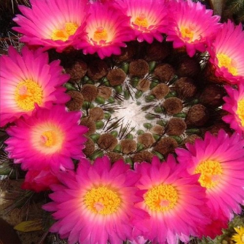 10pcs Notocactus herteri Seeds Rare Cactus Succulent Plants