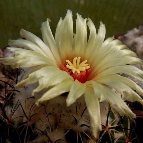 10pcs Seeds Coryphantha reduncispina Rare Cactus Succulent Plants