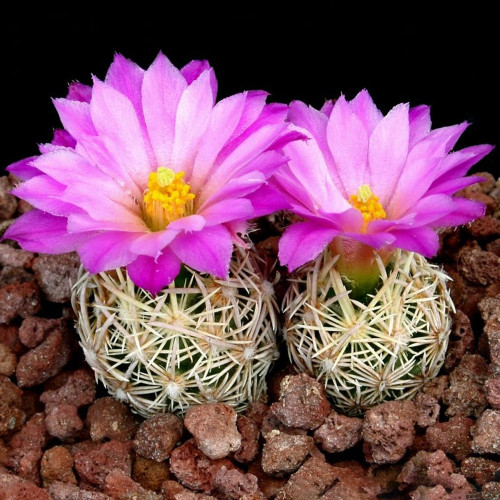 10pcs Escobaria nellieae Seeds Rare Cactus Succulent Plants