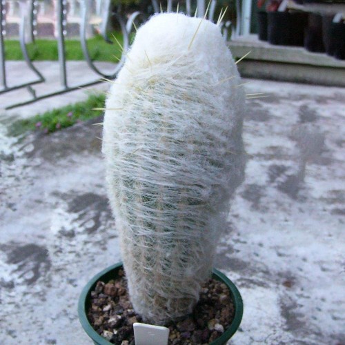 10pcs Seeds ESPOSTOA melanostele Rare Cactus Succulent Plants