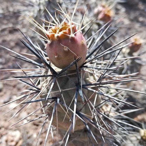 10pcs Seeds TEPHROCACTUS geometricus ssp. willy-smithii Rare Cactus Succulent Plants