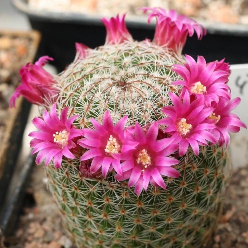 10pcs Seeds MAMMILLARIA matudae Rare Cactus Succulent Plants