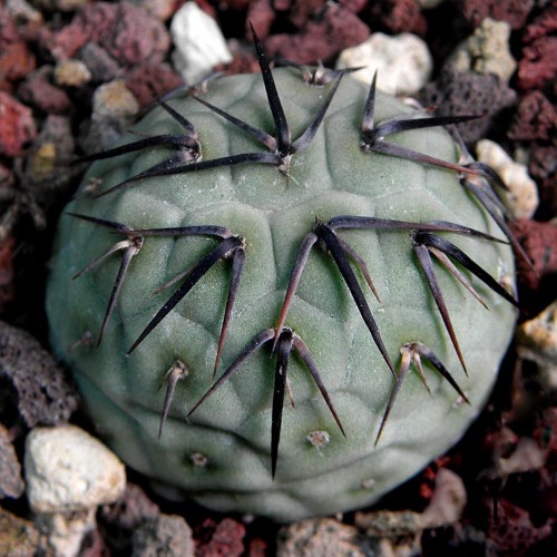 10pcs Seeds TEPHROCACTUS geometricus ssp. Rare Cactus Succulent Plants
