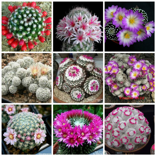 10pcs MAMMILLARIA Mixed Seeds Rare Cactus Succulent Plants