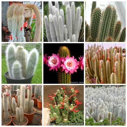 10pcs Cleistocactus Seeds Rare Cactus Succulent Plants