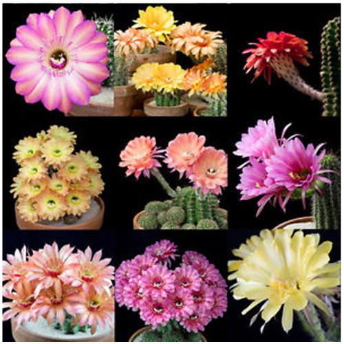 10pcs Trichocereus Mix Seeds Rare Cactus Succulent Plants