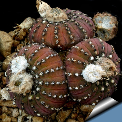 10pcs FRAILEA asterioides Seeds Rare Cactus Succulent Plants
