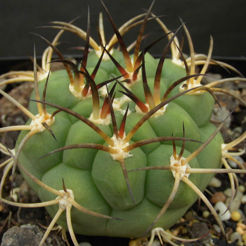 10pcs Gymnocalycium pflanzii Seeds Rare Cactus Succulent Plants