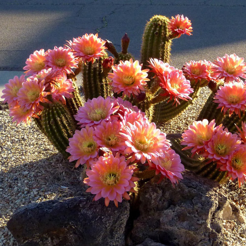 10pcs Seeds Trichocereus huasha Rare Cactus Succulent Plants Pink Flowers