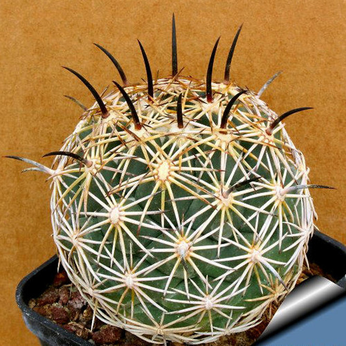 10pcs Coryphantha cornifera Seeds Rare Cactus Succulent Plants