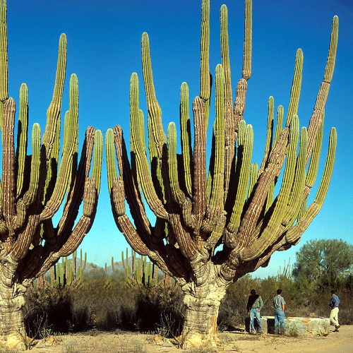 10pcs Pachycereus pringlei Seeds Rare Cactus Plants