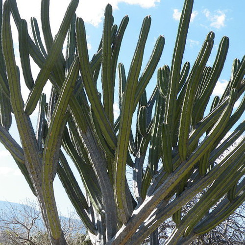10pcs Seeds POLASKIA chichipe Rare Cactus Succulent Plants