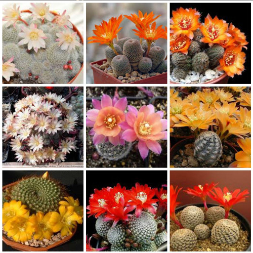 10pcs Aylostera Mix Seeds Rare Cactus Succulent Plants
