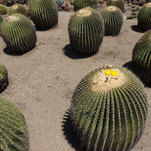 10pcs Seeds Echinocactus ingens Rare Cactus Succulent Plants