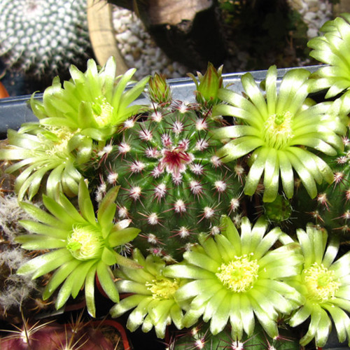 10pcs Echinocereus viridiflorus Seeds Rare Cactus Plants