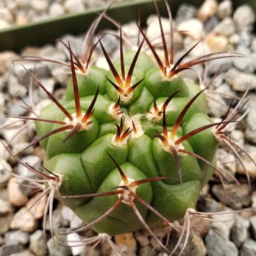 10pcs Gymnocalycium riograndense Seeds Rare Cactus Succulent Plants
