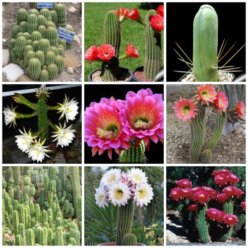 10pcs Trichocereus Mix Seeds Rare Cactus Succulent Plants