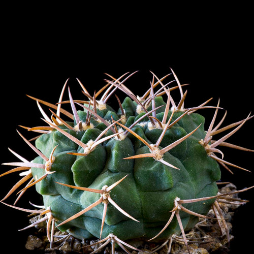 10pcs Gymnocalycium catamarcense ssp.catamarcense Seeds Rare Cactus Succulent Plants