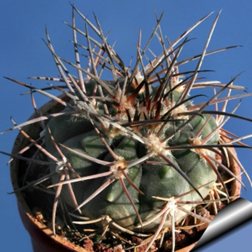 10pcs Gymnocalycium nidulans Seeds Rare Cactus Succulent Plants